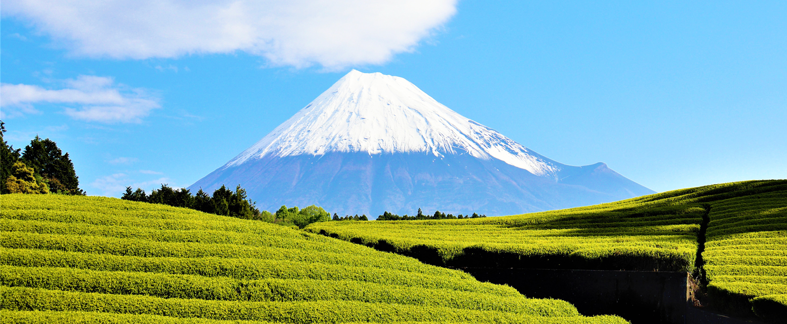 富士山笹場のイメージ